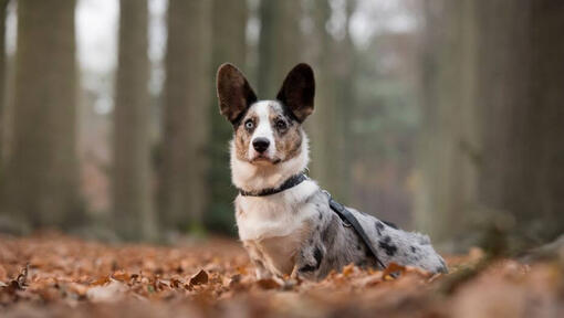 Sweater corgi cheap